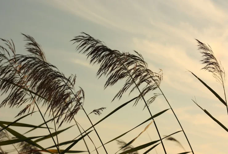Significados de sonhar com vento forte