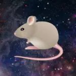 Interpretação de sonhos com ratos