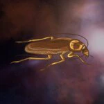 Qual o significado de sonhar com barata