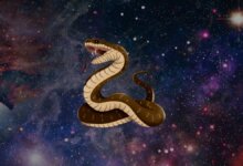 Sonhar com cobra significados, perguntas e o que fazer