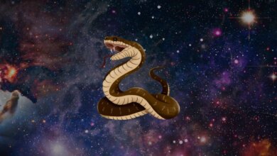 Sonhar com cobra significados, perguntas e o que fazer