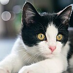 Espiritualidade dos gatos limpeza e proteção