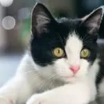 Espiritualidade dos gatos limpeza e proteção