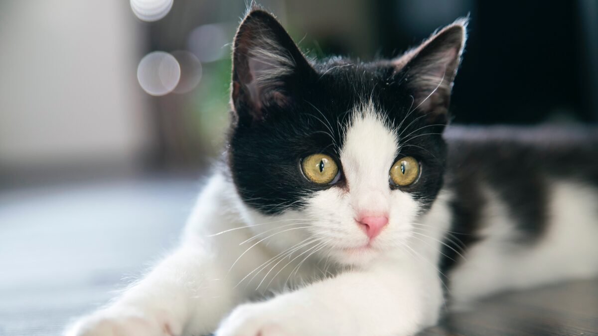 Espiritualidade dos gatos limpeza e proteção