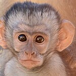 O que significa sonhar com macaco Confira também os números