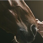 Sonhar com cavalo Descubra os significados