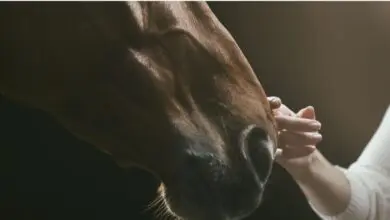 Sonhar com cavalo Descubra os significados