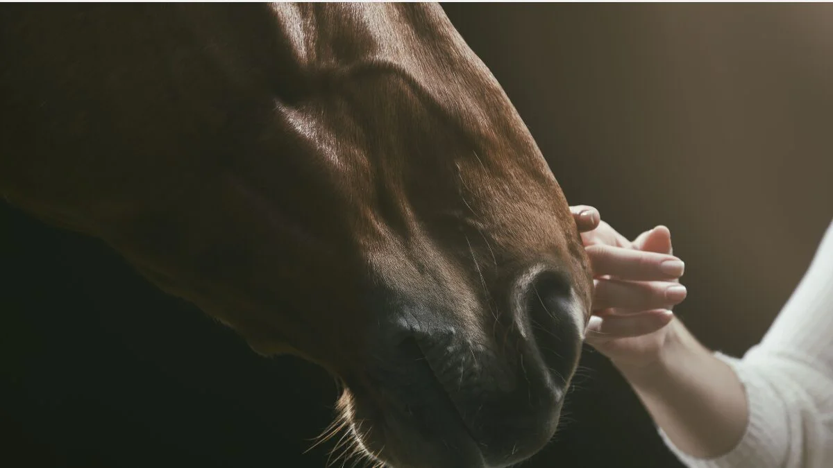 Sonhar com cavalo Descubra os significados