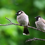 O que significa sonhar com pássaro