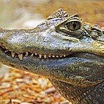 Sonhar com jacaré é bom ou ruim Saiba o significado!