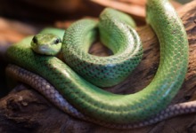 4 significa sonhar com cobra entenda os sinais bons e ruins