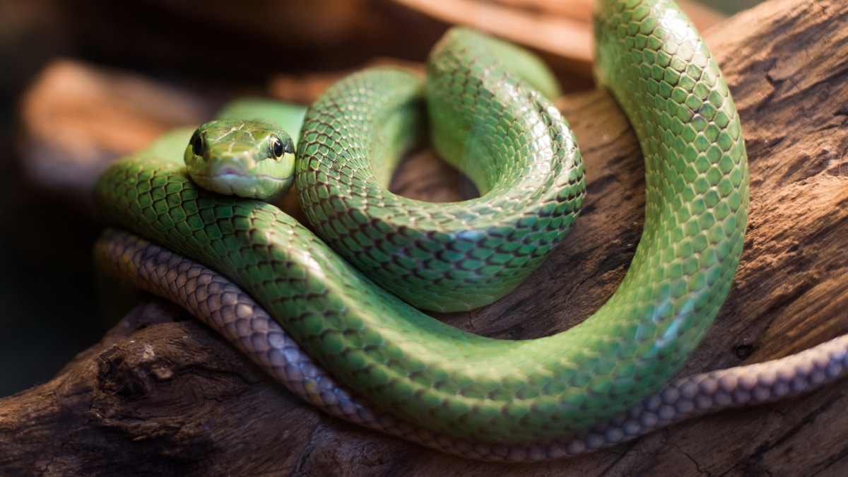 4 significa sonhar com cobra entenda os sinais bons e ruins