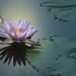 Frequência da prosperidade 888Hz abundância infinita