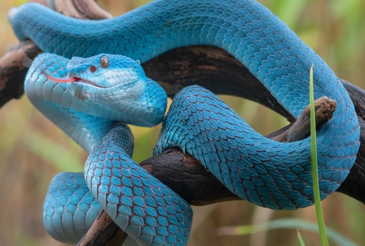 O que significa sonhar com cobra