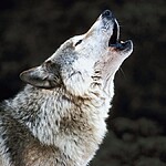 Sonhar com lobo 13 significados para você entender