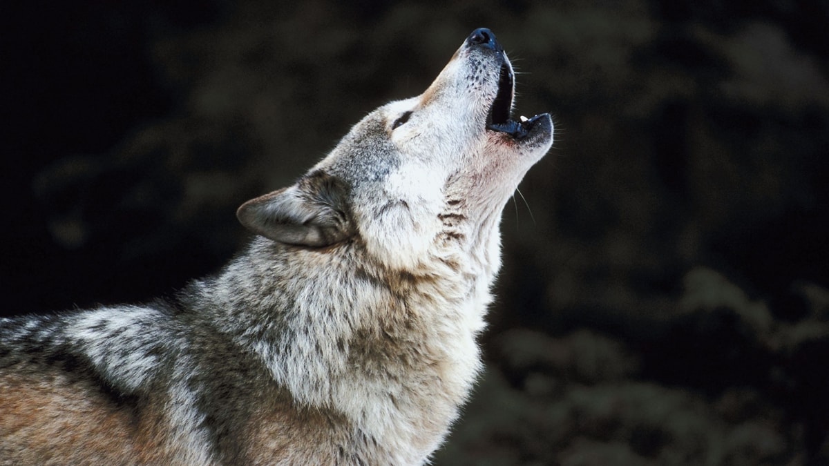 Sonhar com lobo 13 significados para você entender