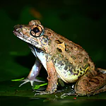 Sonhar com sapo 13 significados para você entender