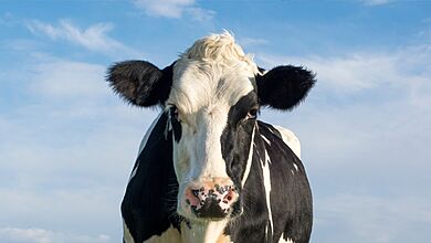 Descubra os diferentes significados dos sonhos com vacas