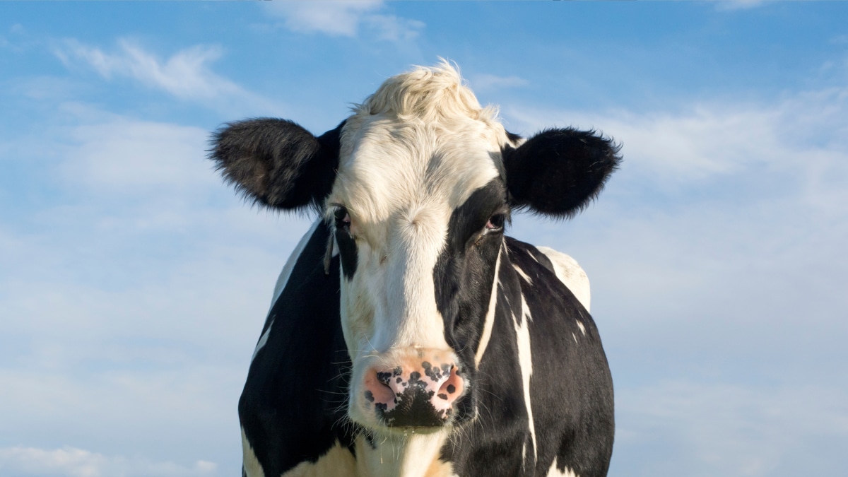 Descubra os diferentes significados dos sonhos com vacas