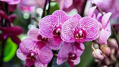 Desvendando os sonhos com orquídeas uma análise detalhada por tipo e cor