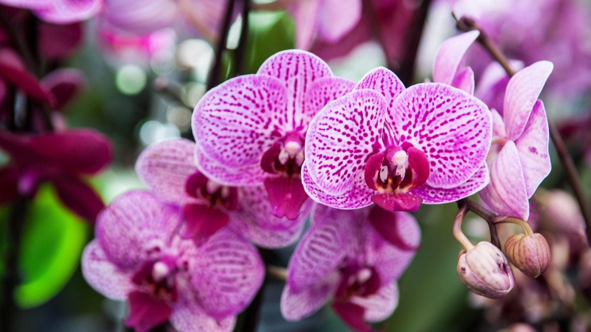 Desvendando os sonhos com orquídeas uma análise detalhada por tipo e cor