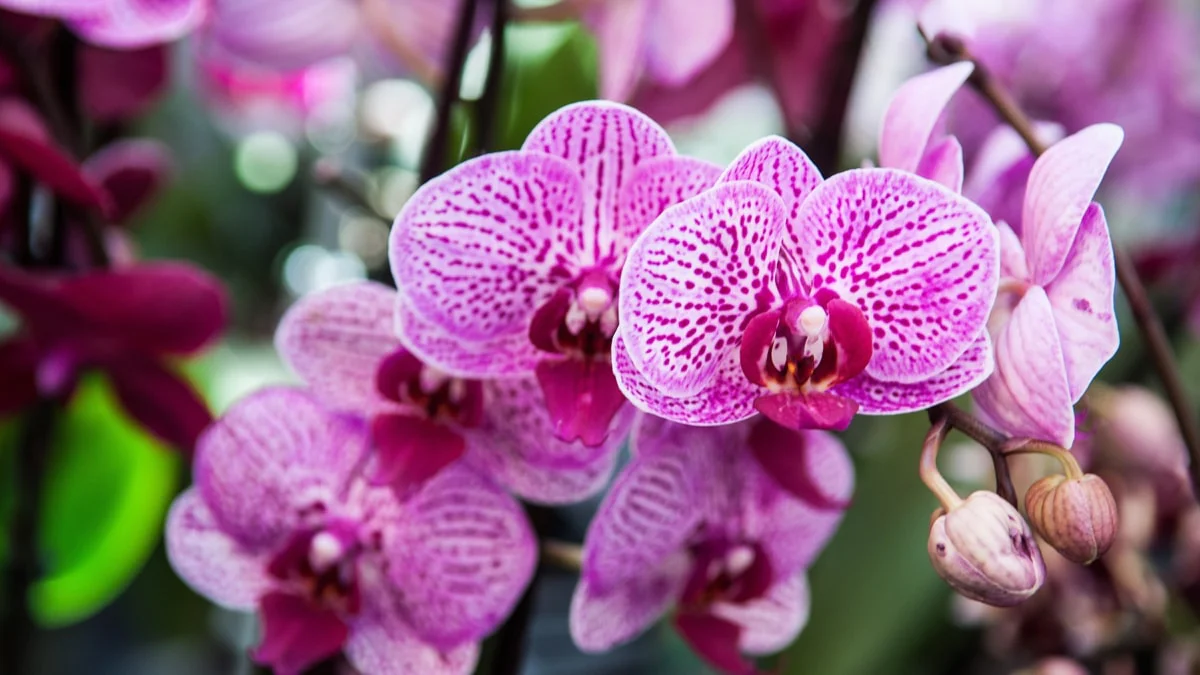 Desvendando os sonhos com orquídeas uma análise detalhada por tipo e cor