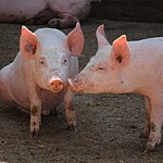 O que significa sonhar com carne de porco Nós contamos para você!