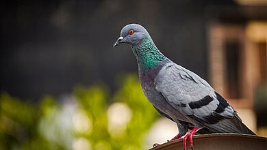 O que significa sonhar com pombo Confira diversas interpretações