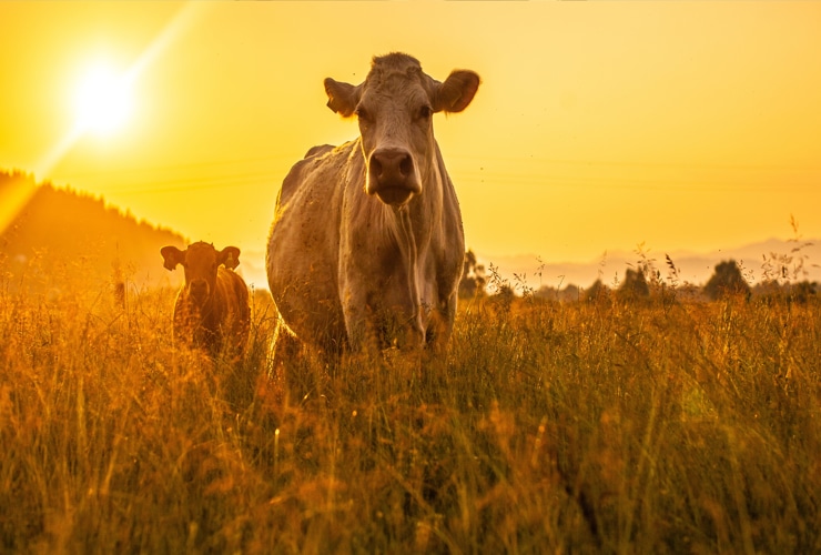 Significado de sonhar com Vaca