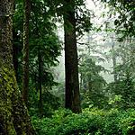 O que significa sonhar com árvore Descubra os principais 10 significados