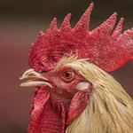 O que significa sonhar com galo Descubra os mistérios por trás desse símbolo