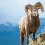 O que significa sonhar com carneiro? Descubra os significados por trás desse sonho