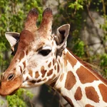 Significado dos sonhos com girafas o que eles revelam sobre você