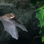 O que significa sonhar com morcego Descubra os segredos por trás desse sonho