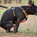 Sonhar com fezes descubra o significado e o que isso revela sobre você