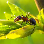 Sonhar com formigas, o que isso revela sobre sua vida? Descubra os significados!