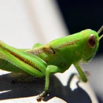 Sonhar com grilo mensagens ocultas e significados profundos