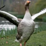 O que significa sonhar com ganso Simbologia, curiosidades e interpretações