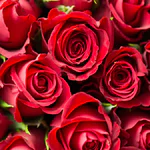 O que pode estar por trás de sonhar com rosas vermelhas