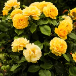 O que significa sonhar com rosa amarela Descubra as interpretações!