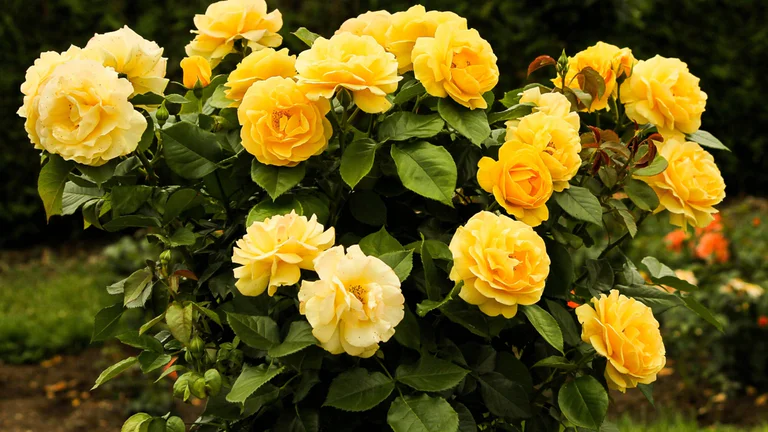 O que significa sonhar com rosa amarela Descubra as interpretações!