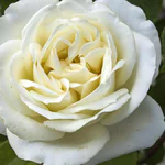 O que significa sonhar com rosa branca Descubra as interpretações!