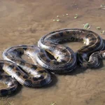 Sonhar com cobra sucuri o que esse gigante silencioso pode estar tentando dizer