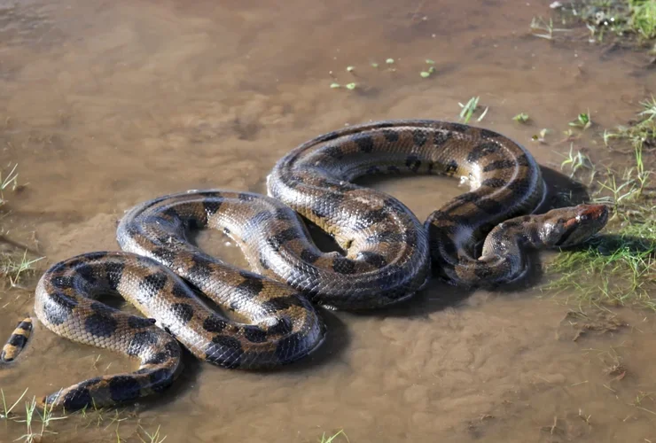Sonhar com cobra sucuri o que esse gigante silencioso pode estar tentando dizer