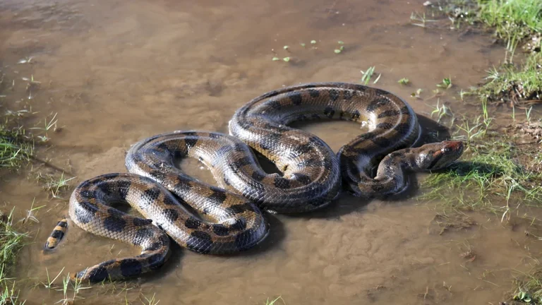 Sonhar com cobra sucuri o que esse gigante silencioso pode estar tentando dizer