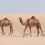 Significado de sonhar com camelo desvendando mensagens de resistência e prosperidade