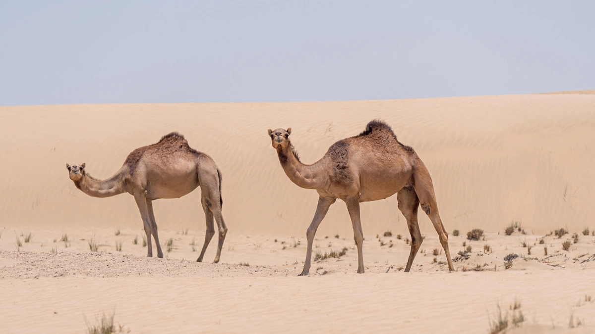 Significado de sonhar com camelo desvendando mensagens de resistência e prosperidade