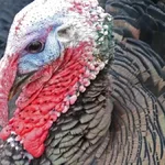 Sonhar com peru interpretando oportunidades, alertas e presságios de prosperidade