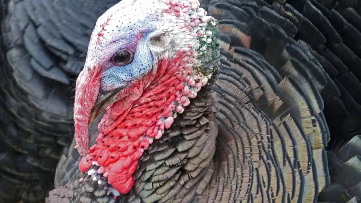 Sonhar com peru interpretando oportunidades, alertas e presságios de prosperidade
